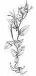 Durieus Weidenröschen - Epilobium duriaei Godr. 