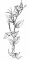 Western Willowherb - Epilobium duriaei Godr.