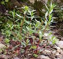 Kies-Weidenröschen - Epilobium fleischeri Hochst.