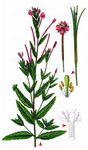Vierkantiges Weidenröschen - Epilobium tetragonum L. 