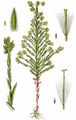 Field Cudweed - Filago arvensis L.