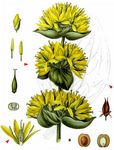 Gelber Enzian - Gentiana lutea L. 
