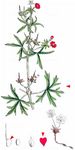 Schlitzblättriger Storchschnabel - Geranium dissectum L. 