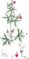 Cut-Leaved Crane's-Bill - Geranium dissectum L.