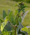 Dwarf Mallow - Malva neglecta Wallr.