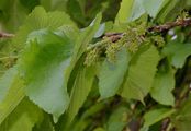 Black Mulberry - Morus nigra L.