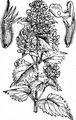 Cat-Mint - Nepeta cataria L.