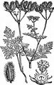 Strahlen-Breitsame - Orlaya grandiflora (L.) Hoffm.
