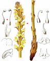 Butterbur Broomrape - Orobanche flava F. W. Schultz