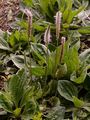 Mittel-Wegerich - Plantago media L.