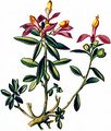 Buchsblättriges Kreuzblümchen - Polygala chamaebuxus L.