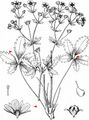 Russian Cinquefoil - Potentilla intermedia L.