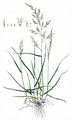 Meadow Fescue - Schedonorus pratensis (Huds.) P. Beauv.