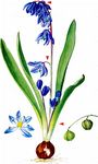 Sibirischer Blaustern - Scilla siberica Haw. 