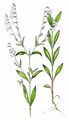 Forked Catchfly - Silene dichotoma Ehrh.