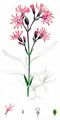 Kuckucks-Lichtnelke - Silene flos-cuculi (L.) Clairv.
