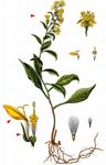 Gewöhnliche Goldrute - Solidago virgaurea L. 