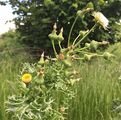 Rauhe Gänsedistel - Sonchus asper (L.) Hill