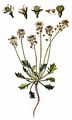 Nacktstängeliger Bauernsenf - Teesdalia nudicaulis (L.) W. T. Aiton