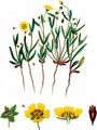 Spotted Rock-Rose - Tuberaria guttata (L.) Fourr.