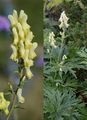 Gelber Eisenhut - Aconitum lycoctonum L.