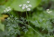 Fool's Parsley - Aethusa cynapium L.
