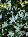 Folded Lady's Mantle - Alchemilla plicata Buser