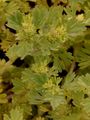 Parsley-Piert - Aphanes arvensis L.