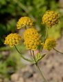 Hahnenfuß-Hasenohr - Bupleurum ranunculoides L.