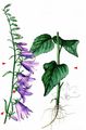 Creeping Bellflower - Campanula rapunculoides L.