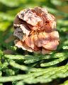 Lawson's Cypress - Chamaecyparis lawsoniana (A. Murray bis) Parl.