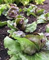 Chicory - Cichorium intybus L.