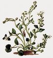 Pyrenean Scurvygrass - Cochlearia pyrenaica DC.