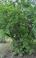 Dogwood - Cornus sanguinea L.