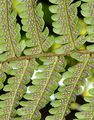 Scaly Male-Fern - Dryopteris affinis (Lowe) Fraser-Jenk.