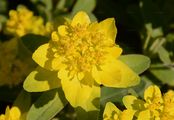 Cushion Spurge - Euphorbia epithymoides L.