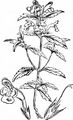 Schmalblättriger Hohlzahn - Galeopsis angustifolia Ehrh. ex Hoffm.