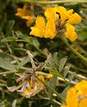 Gewöhnlicher Hufeisenklee - Hippocrepis comosa L.