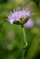 Field Scabious - Knautia arvensis (L.) DC.