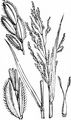 Europäische Reisquecke - Leersia oryzoides (L.) Sw.