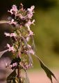 Echtes Herzgespann - Leonurus cardiaca L.