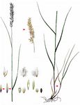 Wimper-Perlgras - Melica ciliata L. 