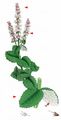 Round-Leaved Mint - Mentha suaveolens Ehrh.