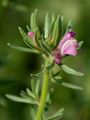 Weasel's-Snout - Misopates orontium (L.) Raf.