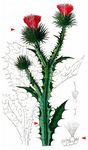 Gewöhnliche Eselsdistel - Onopordum acanthium L. 