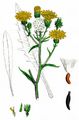 Hawkweed Oxtongue - Picris hieracioides L.