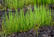 Pillwort - Pilularia globulifera L.