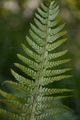 Hard Shield-Fern - Polystichum aculeatum (L.) Roth