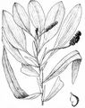 Red Pondweed - Potamogeton alpinus Balb.