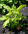 Garten-Rettich - Raphanus sativus L.